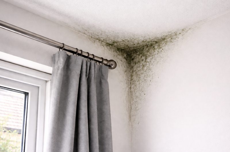 Damp & Mould
